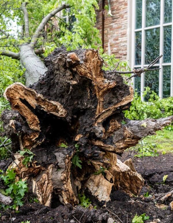 Uprooted tree photo